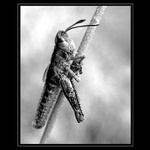 stín času (hmyzí sarkofág)