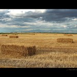 Tonoucí se stébla chytá.