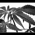 Everybody\'s smoking mariuhana ;)