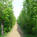 V zahradě kláštera v Břevnově