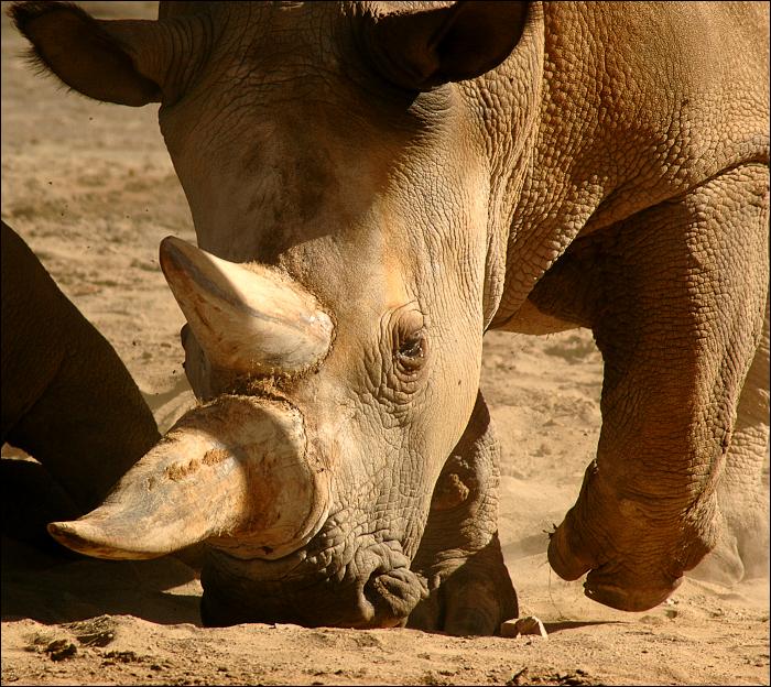 Demonstrace síly...