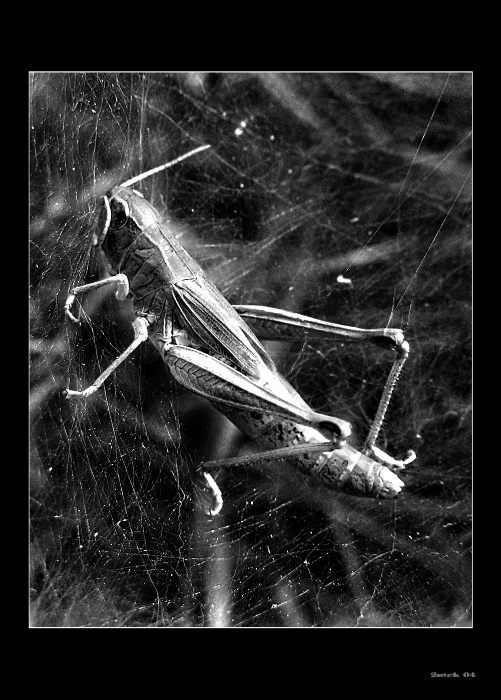 ..pozdrav z louky smrti..