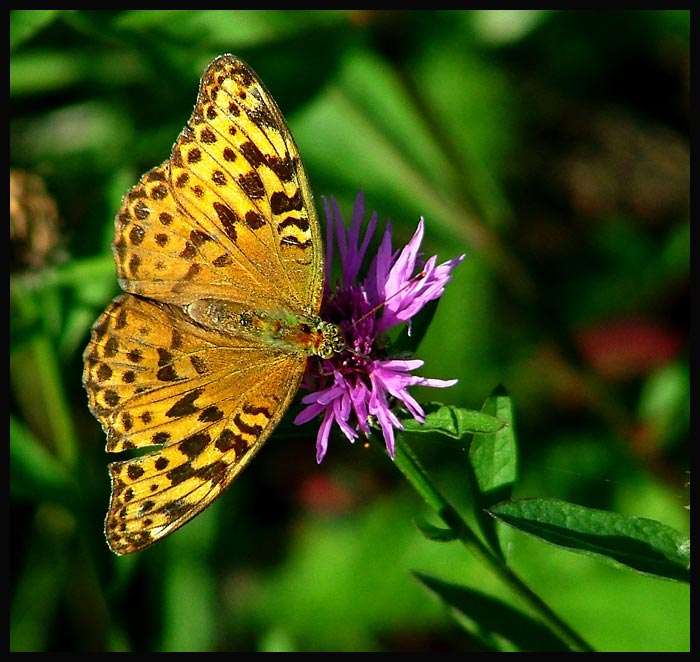 ..MOTYL..