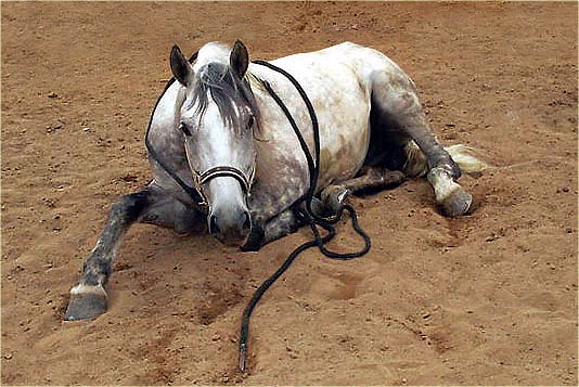 z výcviku přirozené komunikace...