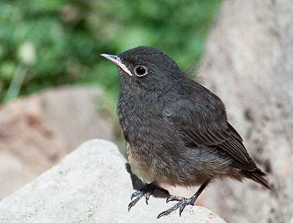 Rehek II
