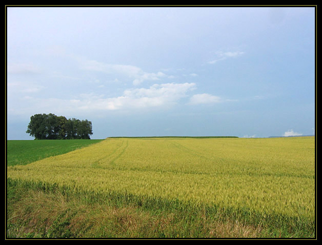 Pole nad Litomyšlí