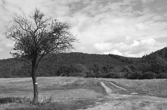 <b>Cestou necestou, kam strom ukáže...I.</b>