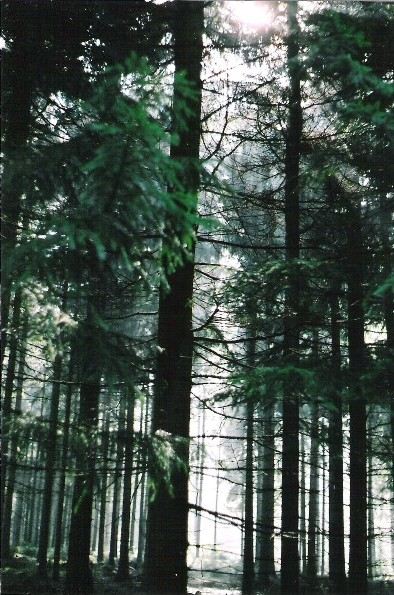 V zacarovanom lese...