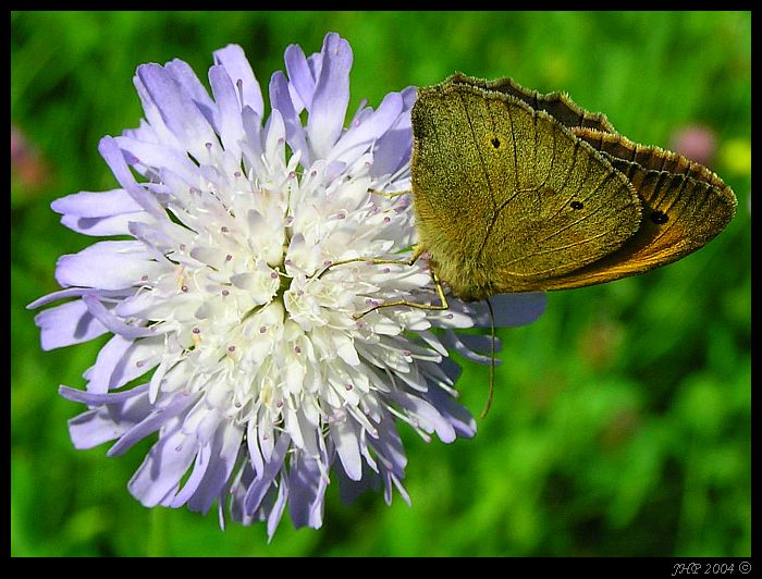 <B>- Motýl Emanuel -<Br>