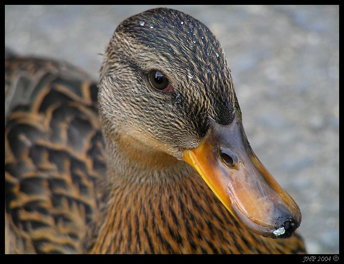 <B>... takhle ,nebo radejí z profilu ?<Br>