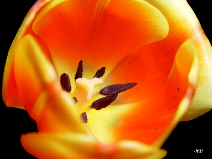 tulipan