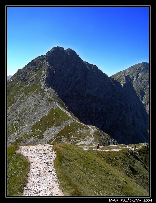 <b>[ostry roháč]</b>