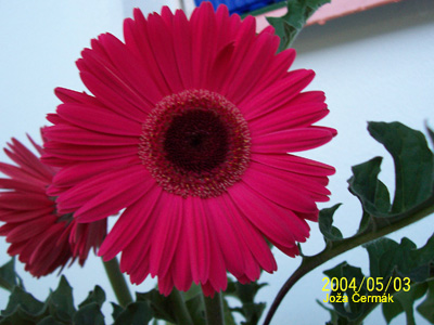 Gerbera