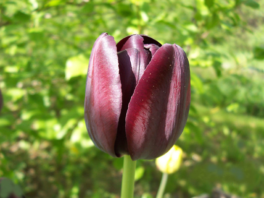 Černý tulipán