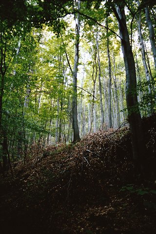 Bělokarpatské bučiny