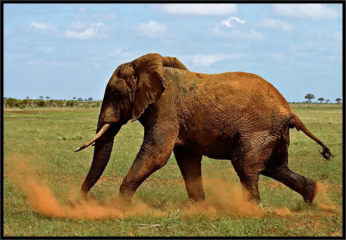 Dost rozzlobený červený slon