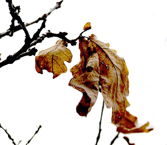 ...až opadá listí z dubu...