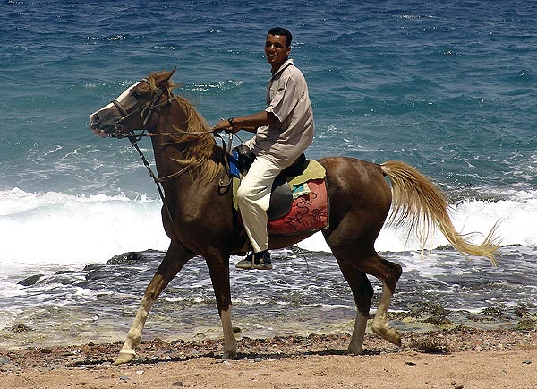arab s arabem