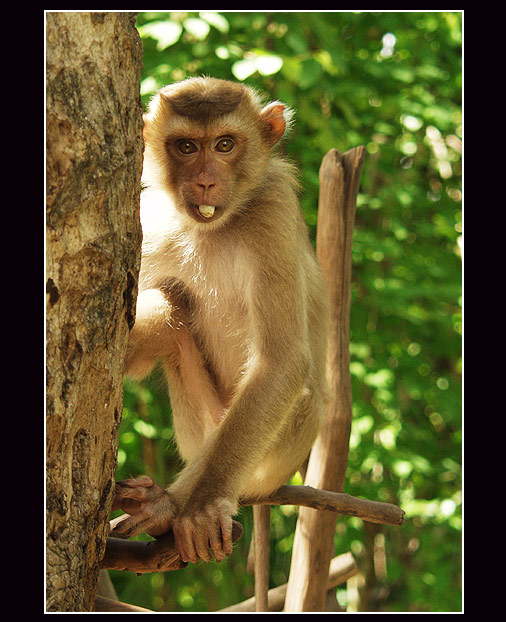 <b>Monkey Business</b>