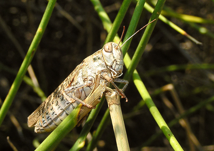 Ze života chorvatského hmyzu I. - koník