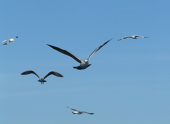 Nálet "královského letectva"