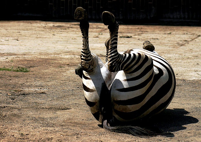 .. to ti je (pr) sranda ...