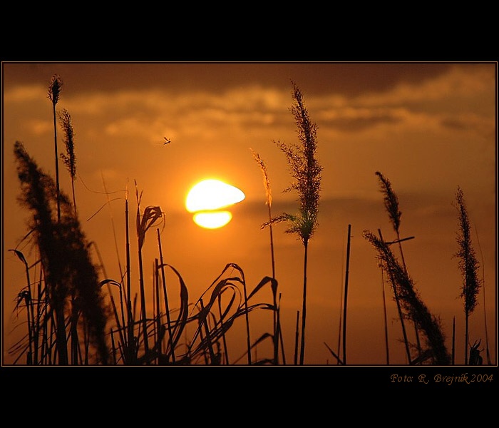 <B>HLEDEJ SVÉHO KOMÁRA...</B>