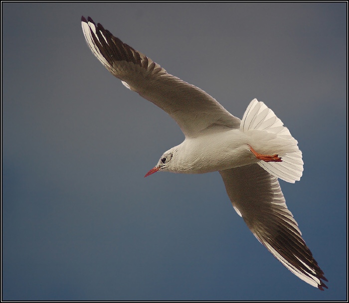 <B>LETÍCÍ TORPÉDO ...</B>