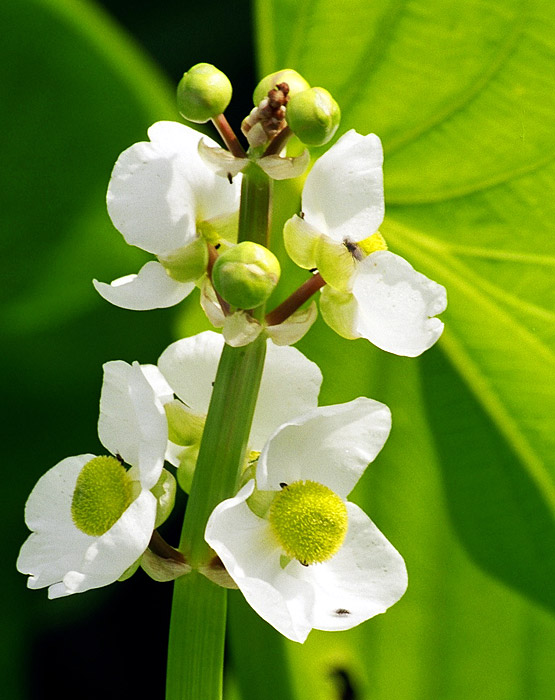 jen tak