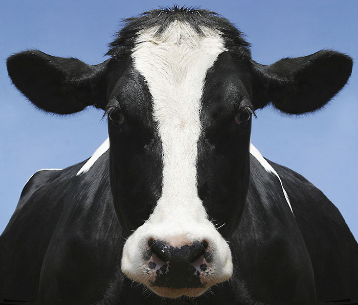 Black Holstein krafka