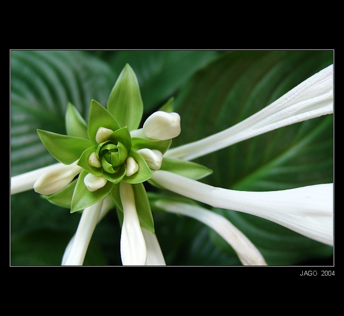 BLOOM FLOWER