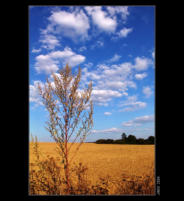 SUMMERCOLOUR...