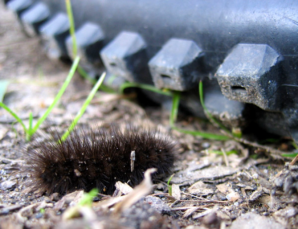 -CATERPILLAR-