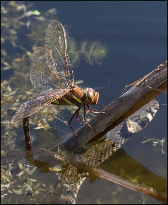 □□□ budou trable