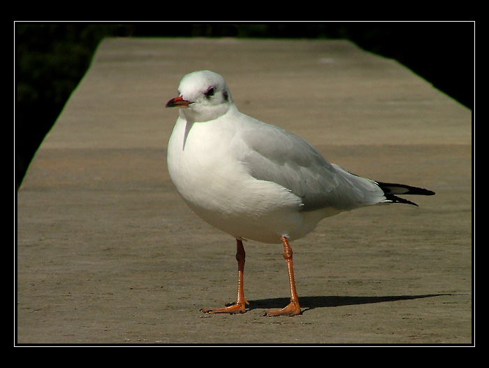 Čajka na betóne...