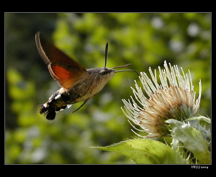 <b>...dlouhozobka 2...</b>