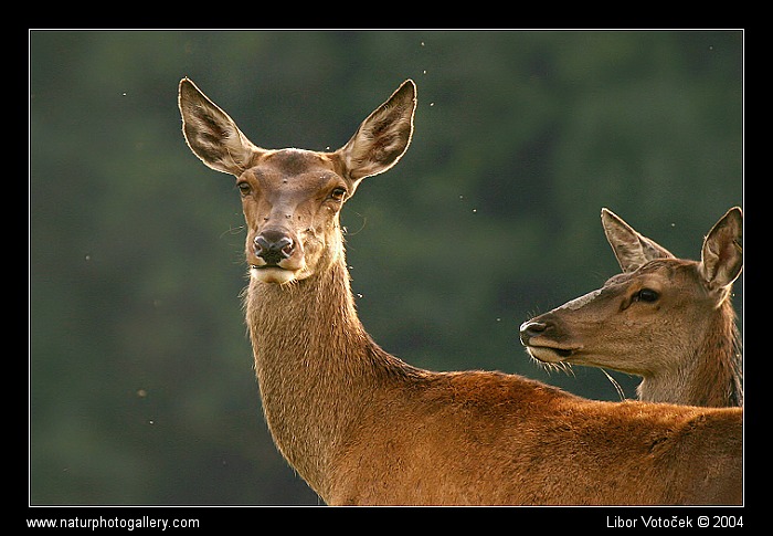 Čekání na toho pravého :-)