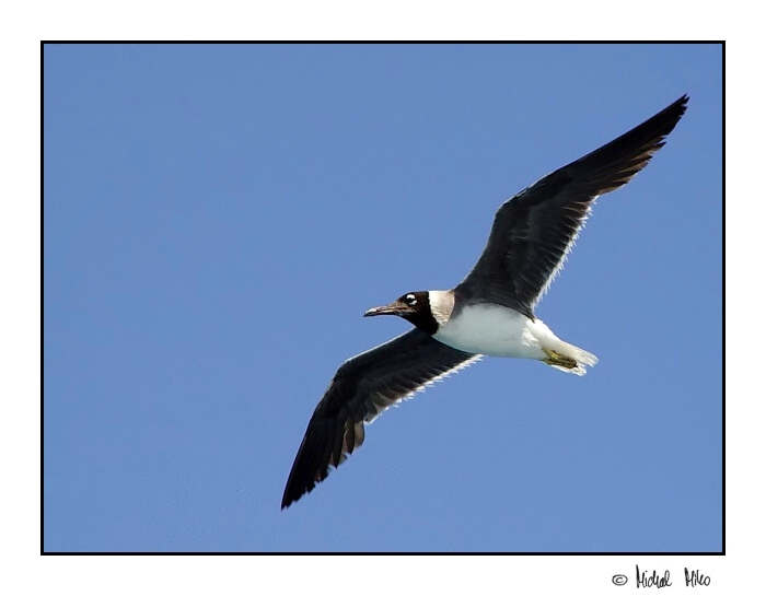 Laughing Gull