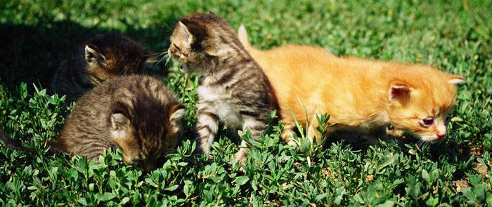-= poobedna siesta 2 =-