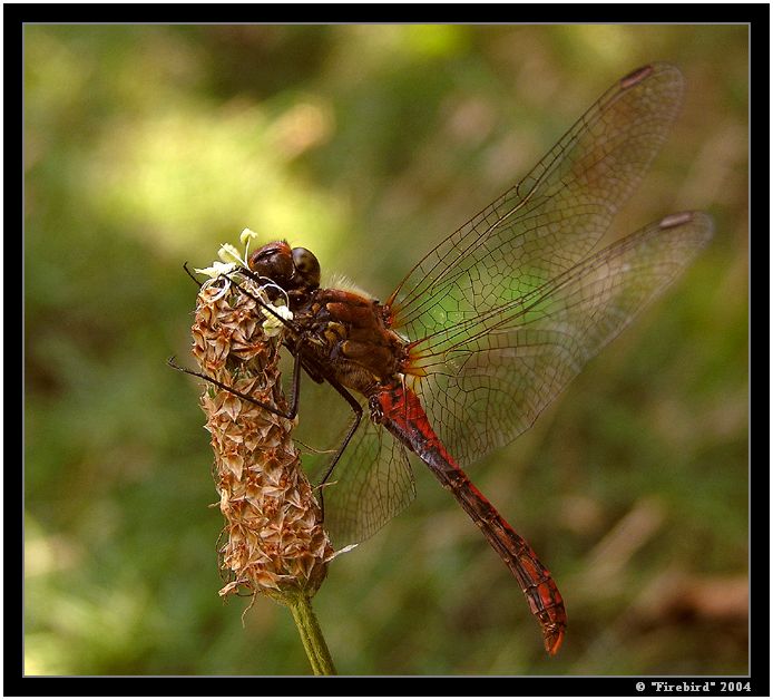 Letadlo britských ééérolinek #1