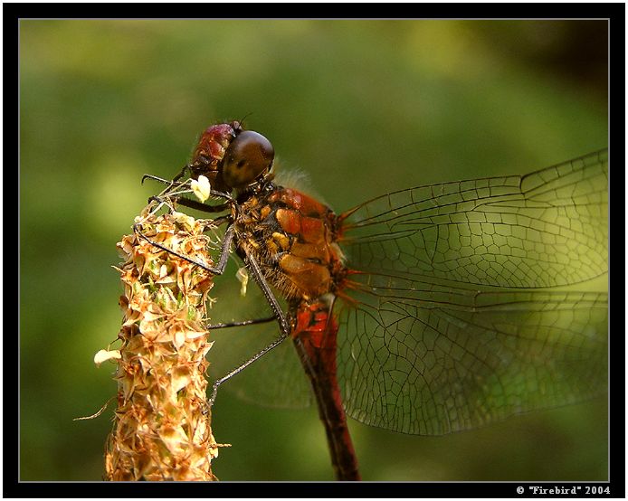Letadlo britských éééérolinek #2