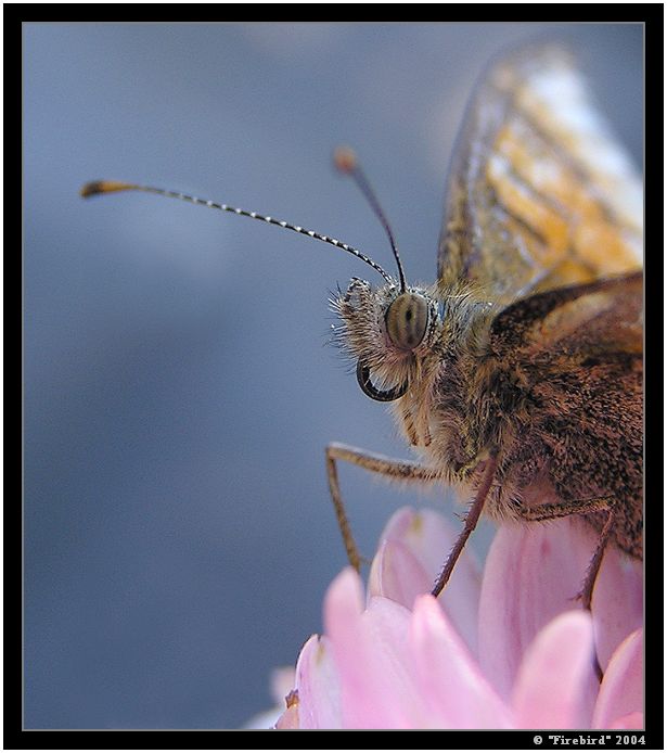 ***Dívej se mi do očí!***