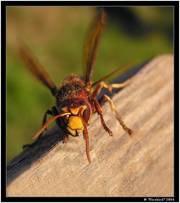***Ready to fly*** aneb: Sršáň Toníček strikes back!