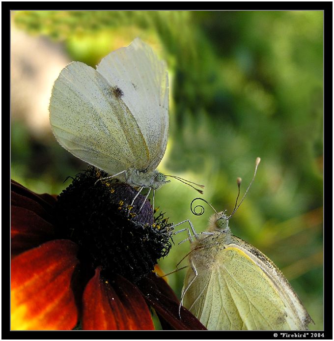 Sosačkama sosáme, bez přestaní to samé ....