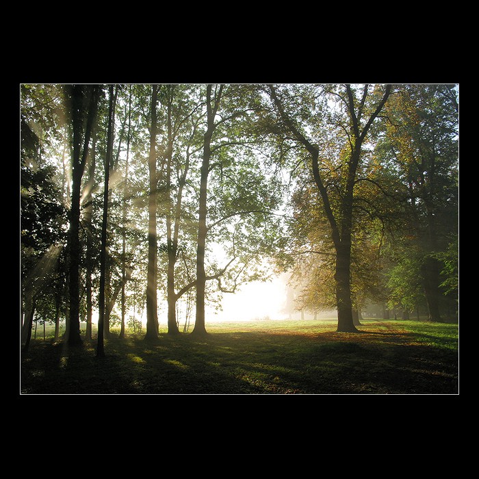 Světlo v zámeckem parku