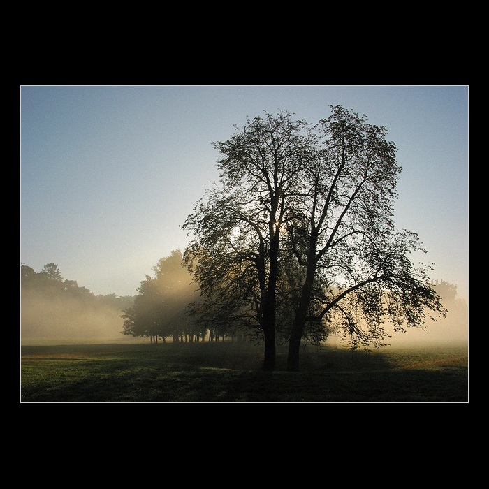 Světlo v zámeckem parku II.