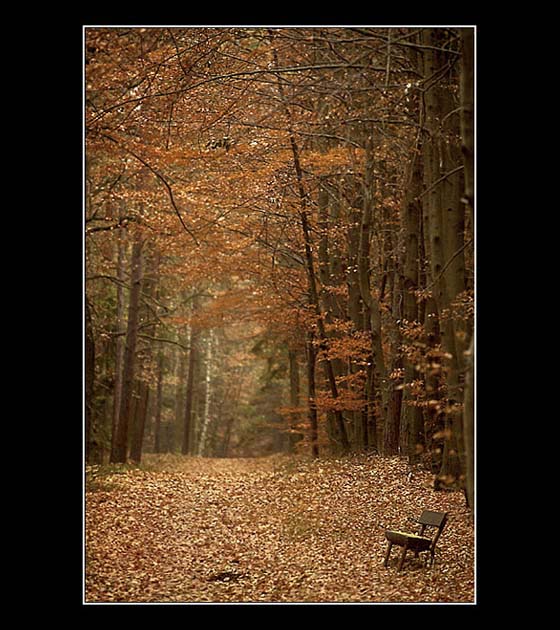 Ze světa lesních samot