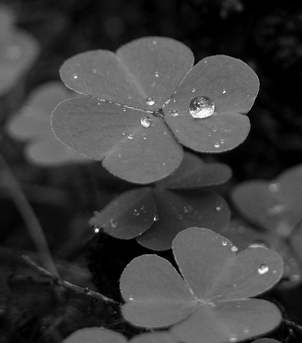 Oxalis acetosella