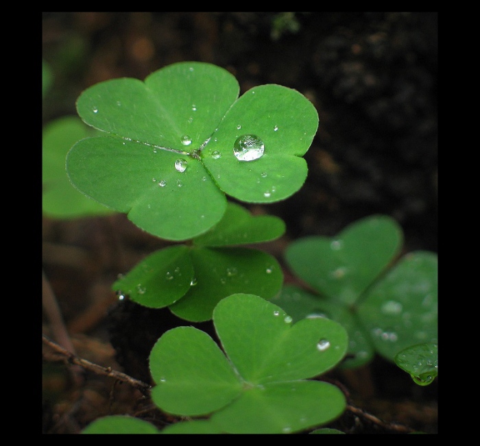 Oxalis acetosella II