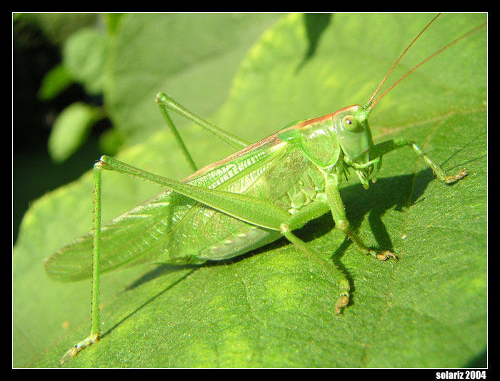<B>:camouflage:</B>